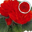 Bild von Begonia knol P12 tub. Red